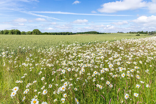 Oxeye daisies growing on a field margin around a wheat crop growing near the Cotswold village of Hawling, Gloucestershire, England UK - Powered by Adobe