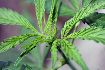 Cannabis first leaves close up modern high quality print medical marihuana super lemon haze family cannabaceae big size instant download stock photography