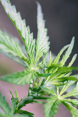 Cannabis first leaves close up modern high quality print medical marihuana super lemon haze family cannabaceae big size instant download stock photography