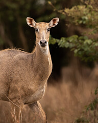 The nilgai is the largest antelope of Asia, and is ubiquitous across the northern Indian subcontinent. It is the sole member of the genus Boselaphus