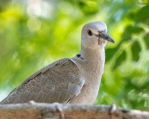 The Eurasian collared dove, collared dove or Turkish dove is a dove species native to Europe and Asia; it was introduced to Japan, North America and islands in the Caribbean. 