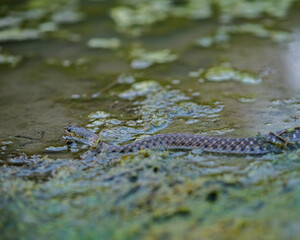 The checkered keelback, also known commonly as the Asiatic water snake, is a common species in the subfamily Natricinae of the family Colubridae. The species is endemic to Asia. It is non-venomous.