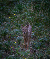 The golden jackal, also called common jackal, is a wolf-like canid that is native to Eurasia. it's coat varies in color from a pale creamy yellow in summer to a dark tawny beige in winter.