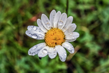 Obraz premium Macro - Forest - Europe, Romania, Suceava region