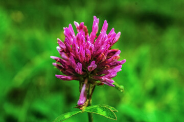 Macro  - Forest - Europe, Romania, Suceava region