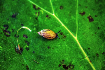 Macro  - Forest - Europe, Romania, Suceava region