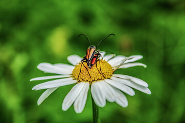 Macro  - Forest - Europe, Romania, Suceava region