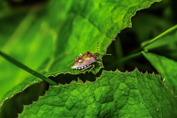 Fototapeta premium Macro - Forest - Europe, Romania, Suceava region