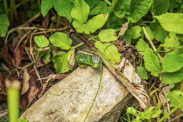 Macro  - Forest - Europe, Romania, Suceava region