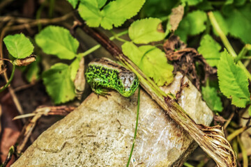 Macro  - Forest - Europe, Romania, Suceava region