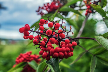 Obraz premium Macro - Forest - Europe, Romania, Suceava region