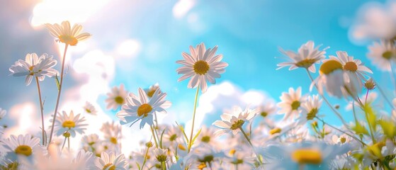 Many wild flowers of daisies against blue sky a beautiful spring summer meadow natural colorful panoramic landscape with a frame with soft selective focus
