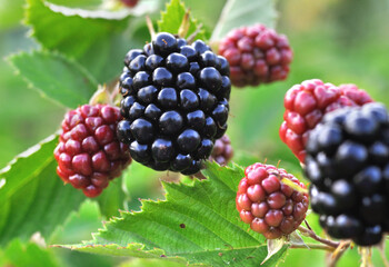 close-up of ripening organic blackberry branch in the garden at summer day