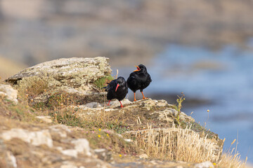 Cornish Choughs