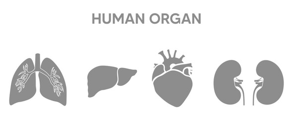 set of human organs icon on white isolated vector illustration