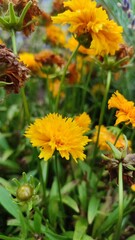 yellow flowers in the garden