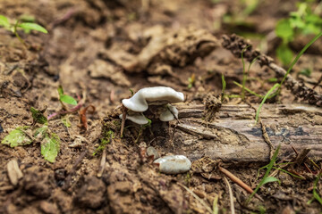 Macro  - Forest - Europe, Romania, Suceava region