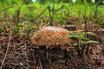 Macro  - Forest - Europe, Romania, Suceava region
