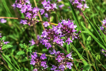Macro  - Forest - Europe, Romania, Suceava region