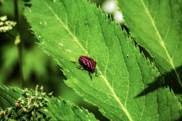 Macro  - Forest - Europe, Romania, Suceava region