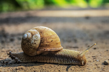Macro  - Forest - Europe, Romania, Suceava region