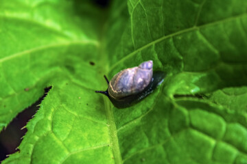 Macro  - Forest - Europe, Romania, Suceava region