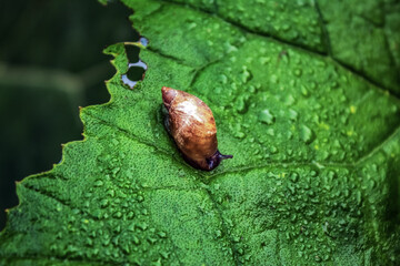 Macro  - Forest - Europe, Romania, Suceava region