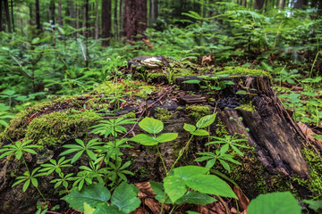 Fototapeta premium Macro - Forest - Europe, Romania, Suceava region
