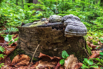 Macro  - Forest - Europe, Romania, Suceava region