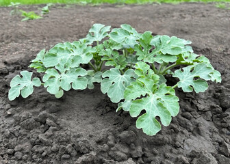 watermelon growing in a vegetable garden