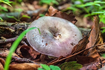 Macro  - Forest - Europe, Romania, Suceava region