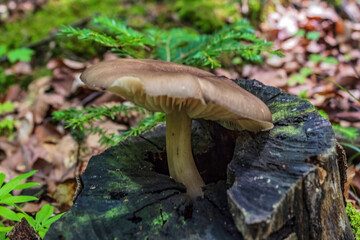 Macro  - Forest - Europe, Romania, Suceava region