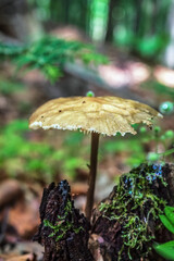 Macro  - Forest - Europe, Romania, Suceava region