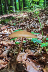 Macro  - Forest - Europe, Romania, Suceava region