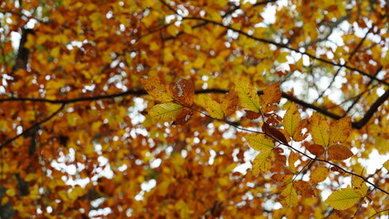 The colorful forest view in the natural park in autumn