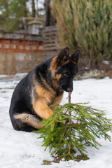 German Shepherd chews a small Christmas tree outdoors in the snow