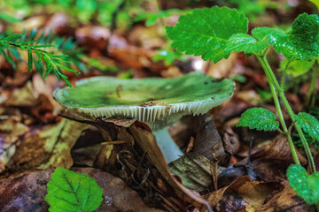 Macro  - Forest - Europe, Romania, Suceava region
