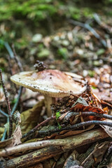 Macro  - Forest - Europe, Romania, Suceava region