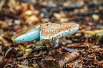 Macro  - Forest - Europe, Romania, Suceava region