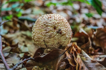 Macro  - Forest - Europe, Romania, Suceava region