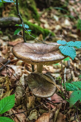 Macro  - Forest - Europe, Romania, Suceava region