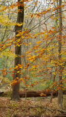 Obraz premium The colorful forest view in the natural park in autumn