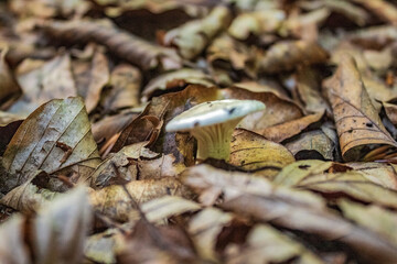 Macro  - Forest - Europe, Romania, Suceava region