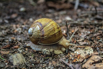 Macro  - Forest - Europe, Romania, Suceava region