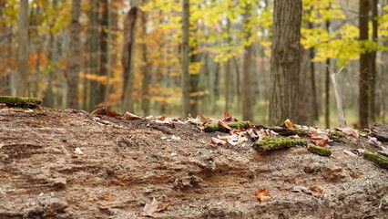 The colorful forest view in the natural park in autumn