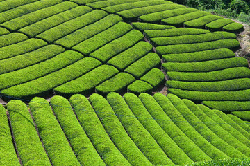 宇治茶の里 京都府和束町石寺の茶畑風景