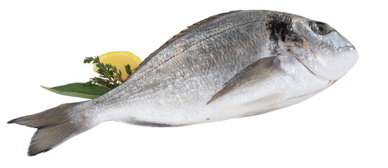 fresh sea bass cut out isolated transparent background