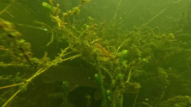 Side tracking shot of a pike moving through the plants. Check my gallery for similar footages.