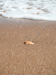 A Seashell Washed Ashore