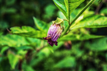Macro  - Forest - Europe, Romania, Suceava region